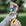 Webster - Duck