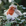 Adele - Robin Small Plush